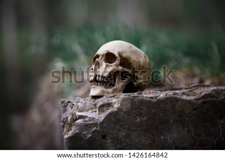 The skull of a man on a large gray stone slab. A copy of a human skull on a rock close-up for Halloween.
