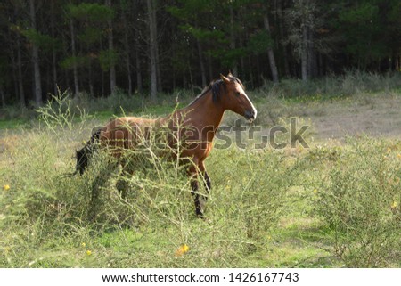Chestnut horse with a white line on his forehead walking among some bushes in a meadow surrounded by a forest