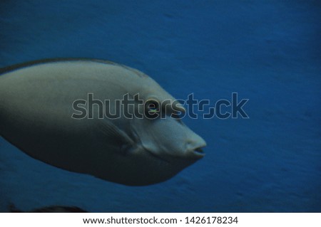 Blurred images of sea fish in a large thick glass cabinet
In the aquarium