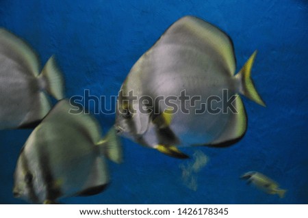 Blurred images of sea fish in a large thick glass cabinet
In the aquarium