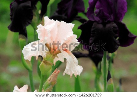 
pink iris flowers during the summer
