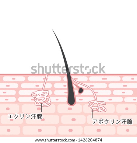 APOCRINE-SWEAT-GLAND Stock Vector Images - Avopix.com