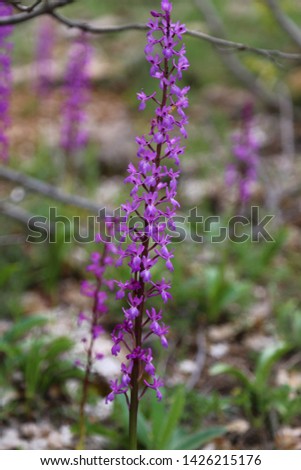 endemic orchid plant and landscape