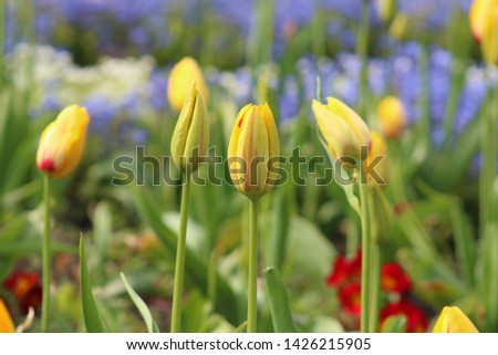 Tulips close up in Poole Park Dorset England