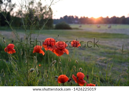 Poppys and othe wild flowers with sunset in background, country landscape