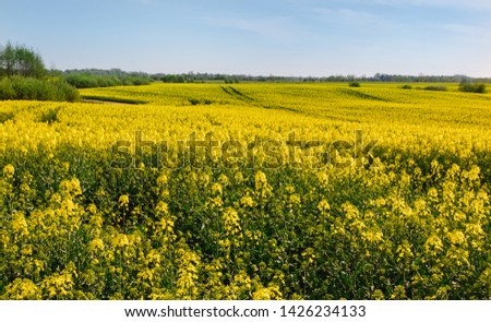 Background Yellow blooming canola field with blue sky