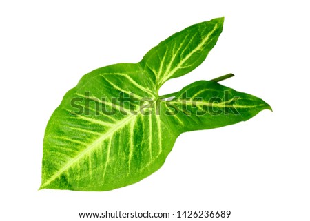 Green tropical leaf isolated on white background