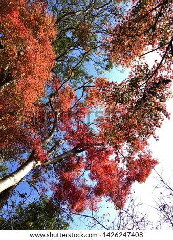 Autumn in Japan - Momiji, Japanese maple leaves