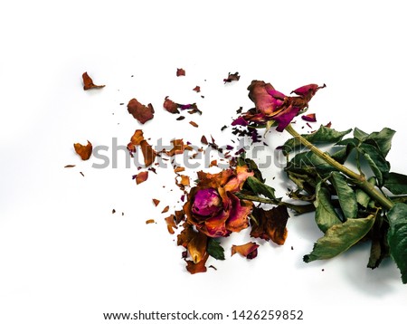 dried rose flower head isolated on white background cutout,  Broken heart Royalty-Free Stock Photo #1426259852