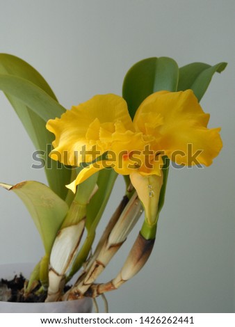 Flower of yellow orchid Cattleya on a gray background in the sunlight.