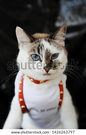 White blue-eyed cute cat dressed in t-shirt and a red leather harness. Stylish outfit with accessories. Portrait on black background