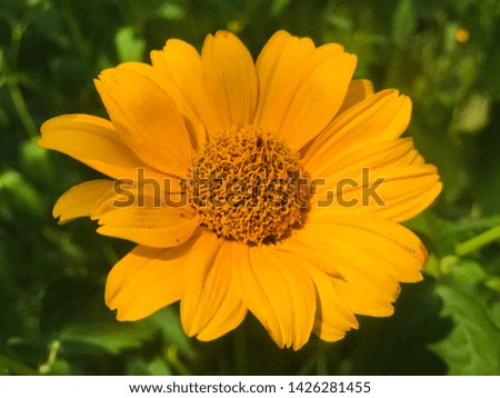 yellow orange calendula close up