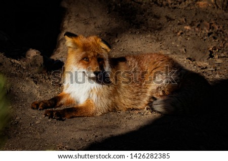 Cute fox resting in the sun.