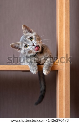 Kitten shows tongue. The cat stuck out his tongue. Funny gray kitten. The kitten is looking at the camera. Shallow depth of field