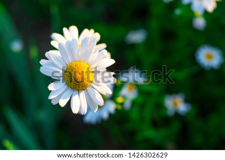 beautiful chamomile in warm yellow sunlight on the green background with grass and small chamomiles