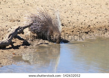 Porcupine - Wildlife from Africa, completely Free and Wild - Cute rodent drinks water with a thousand quills covering his back.  Photographed in Namibia.