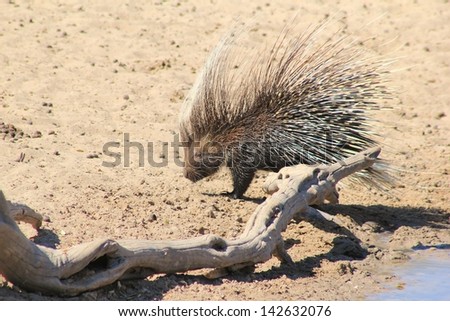 Porcupine - Wildlife from Africa, completely Free and Wild - A nocturnal rodent photographed during daylight hours.  Namibia.