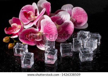 Pink Orchid on black background. Drops of water and frozen ice.