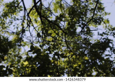 Spring plants in a forest