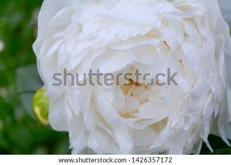 Close up of beautiful blooming white peony in summer garden. Natural flowers as floristic decoration wallpaper or greeting card. Macro view with soft focus of fluffy, disheveled white peon petals
