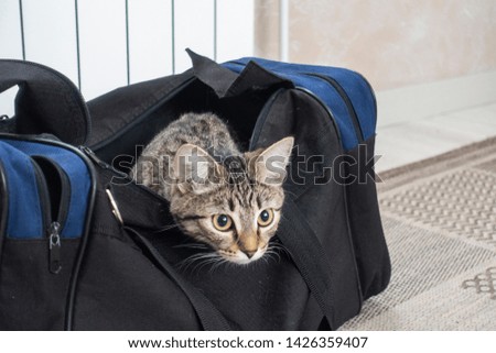 Gray cat sits in a black bag. The cat is preparing for the trip. The cat crawled inside the bag and looks.