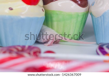 The concept of a sweet tooth. Rat on the background of cupcakes and candy. Mouse with colorful sweets.