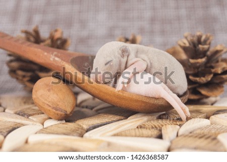 The concept of miniature. Little newborn mice lie in a large wooden spoon. Cubs rats close-up.