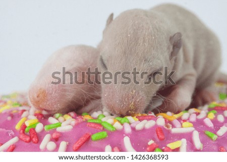 The concept of sweets. Newborn baby mice are sitting in a donut. Little rat with sweets. Decorative bald rodent. Animals with food.
