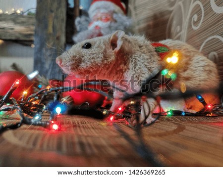 Christmas animals. Mouse with Christmas garland. Rat on the background of Christmas decorations. Rat symbol of the new year.