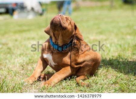 Fleas Attack. Dogue de Bordeaux puppy scratching Royalty-Free Stock Photo #1426378979