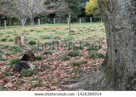 The deer with the tree in park