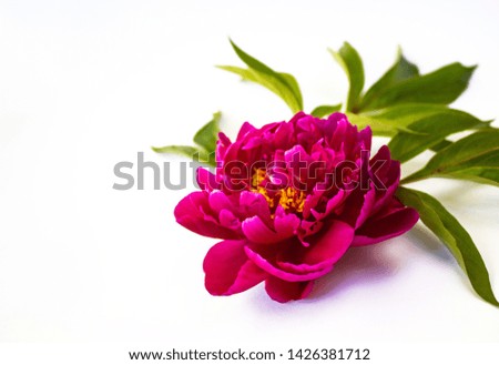 Red peony flower on a white background, with green leaves, there is free space. Place for text.