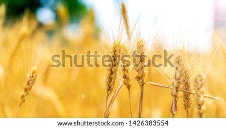 Mature golden wheat in the wheat field