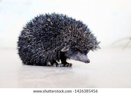 hedgehog is a spiny mammal one of the rare animal which is found only in wild , here is a rare black hedgehog , which is endangered animal.     Royalty-Free Stock Photo #1426385456
