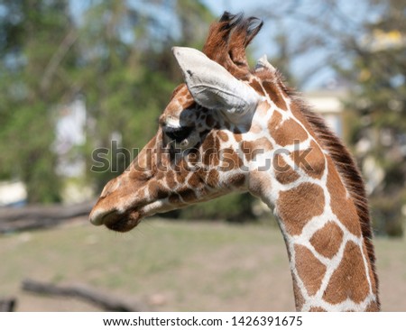 Giraffe animal nature wild beauty 