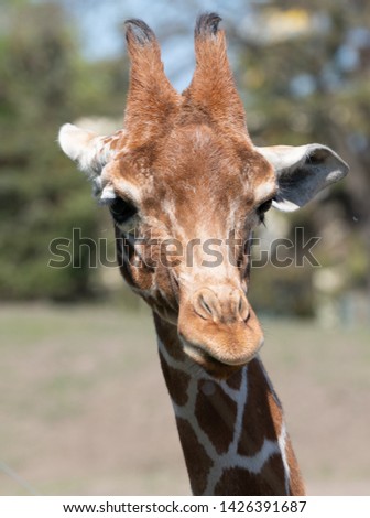 Giraffe animal nature wild beauty 