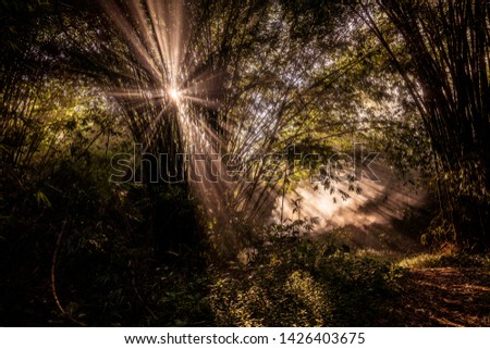 
natural scenery in the middle of the forest Royalty-Free Stock Photo #1426403675