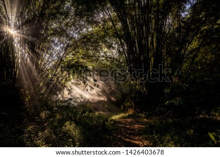 
natural scenery in the middle of the forest Royalty-Free Stock Photo #1426403678