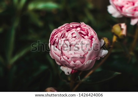 Peony flower on blurred green background. Pion.