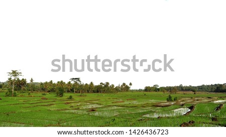 Beautiful rice field on white. Nature view