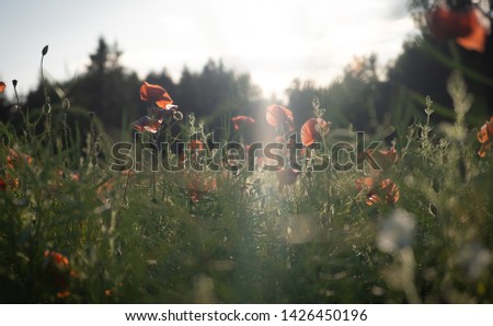 Poppy flowers, poppies in cereal field at sunset, immersed view, low angle