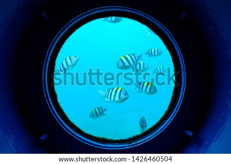 Fishes through the underwater window.