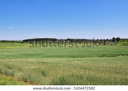 Fields and forest in Belarus country