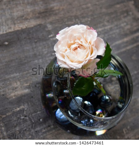 delicate rose in a vase with water