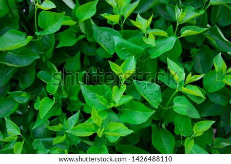 Background of green summer garden lilac leaves, nature concept