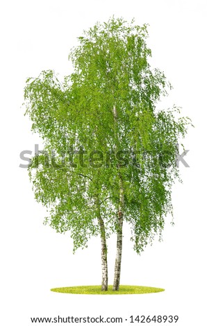tree isolated on white background Royalty-Free Stock Photo #142648939