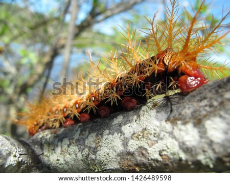 caterpillar on tree eating leaves