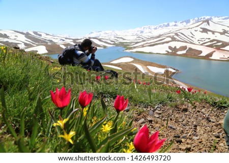endemic flowers blooming on peaks of snowy mountains and lake