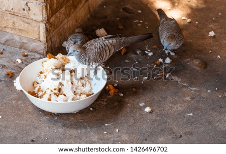 Pigeons are eating food in a bowl on the cement floor.