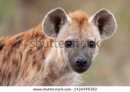 hyena mammal of the national park reserves and parks of south africa